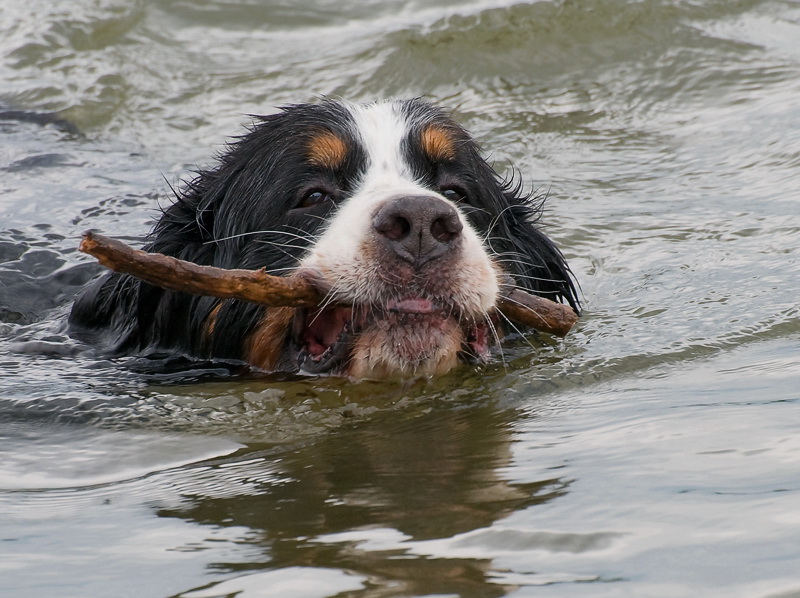 Anton Aasee BocholtD35_9457 als Smart-Objekt-1 Kopie.jpg - Stolz wie Oskar bringt er seinem Frauchen den Stock zurück